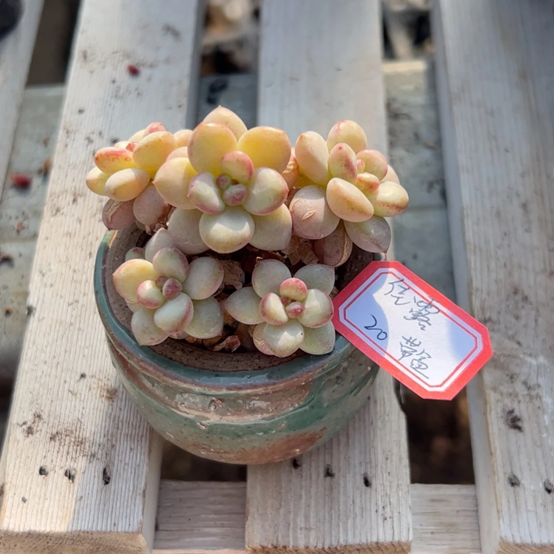 多肉植物多肉植物