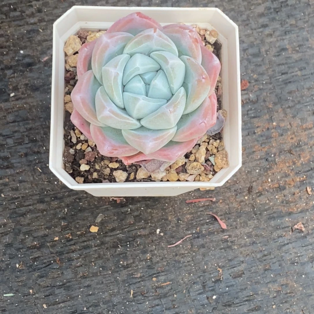 咪***鱼冰玉单头一物一拍