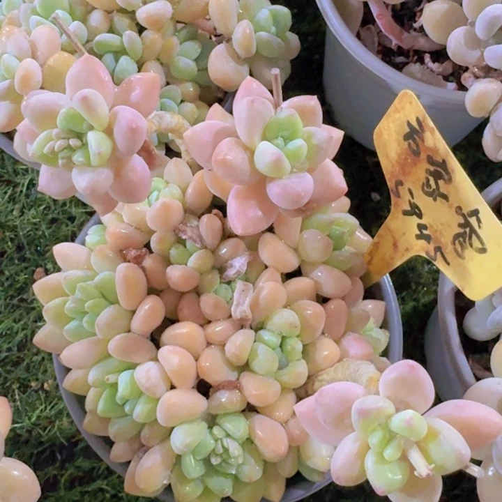 健健康康平平安安