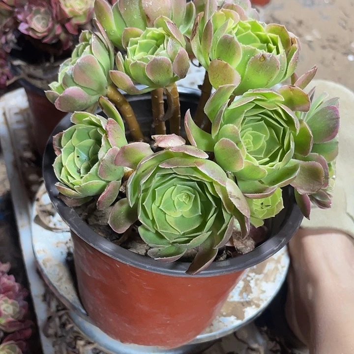 奶白锦一颗脱土发货