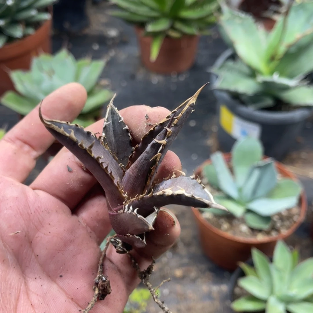 红猫仁王冠侧芽龙舌兰