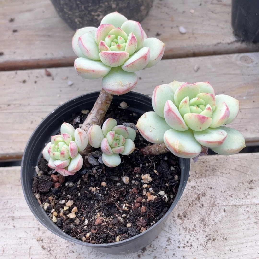 0727  香草  六月六