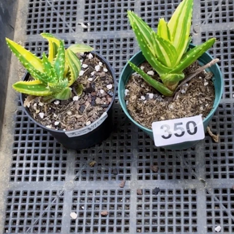 350芦荟锦克洛斯不夜程