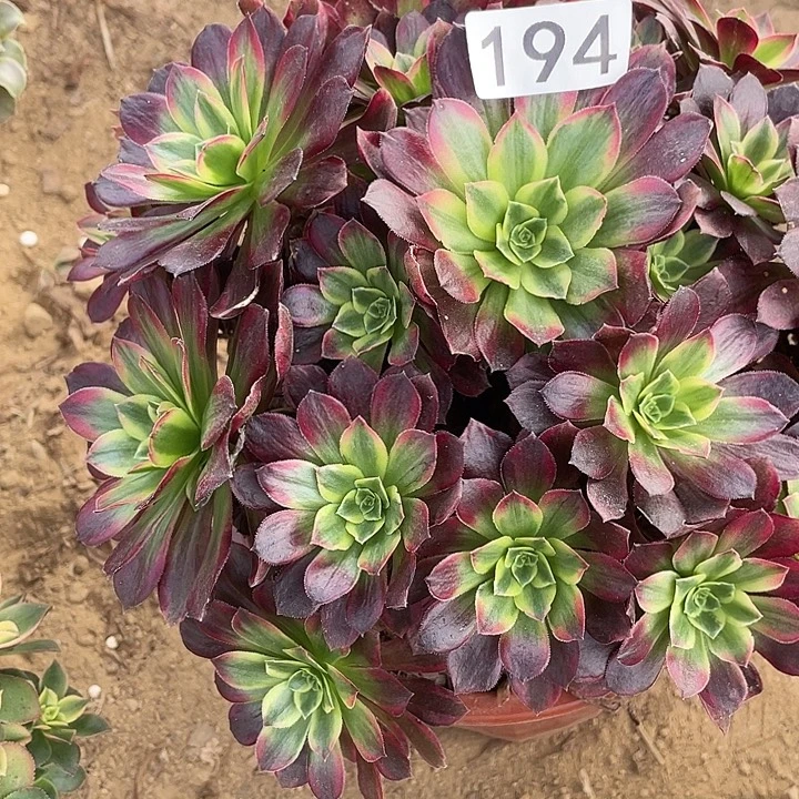 194安娜对肉植物的