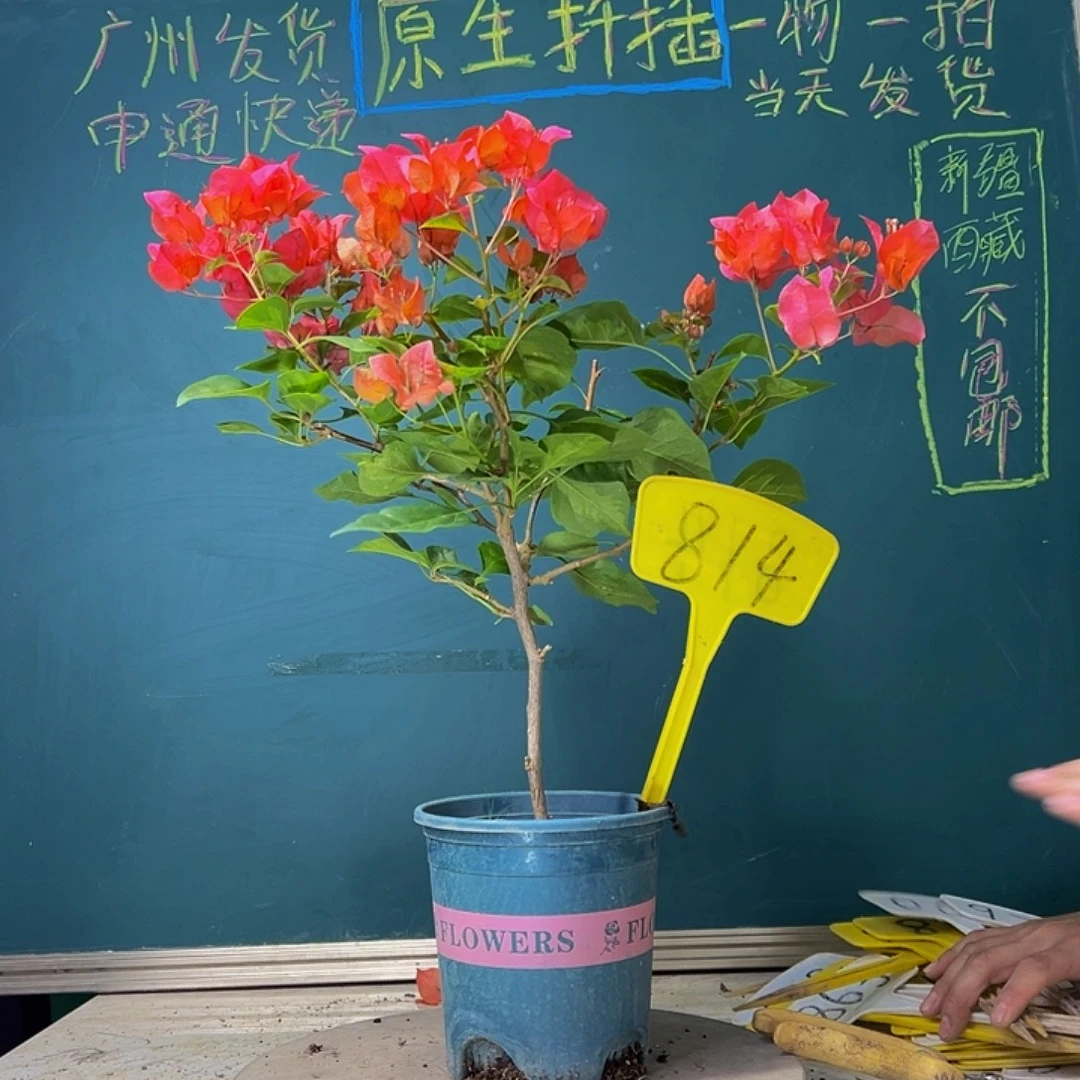 当前无花栽培后可以开花暗斑夕阳红 814