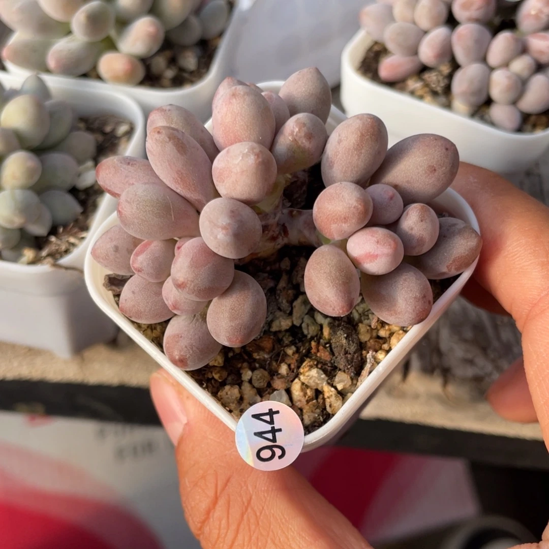 1***哦仙子奶酪多肉植物