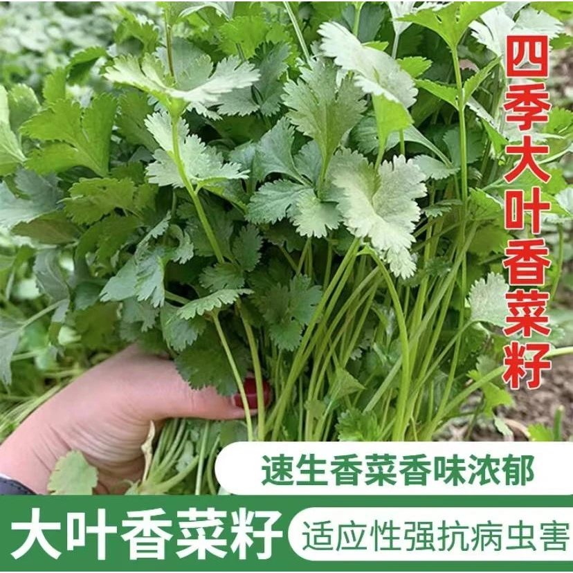 【香菜种子】正品速生大叶香菜种子四季耐热耐抽苔盆栽农家蔬菜种籽