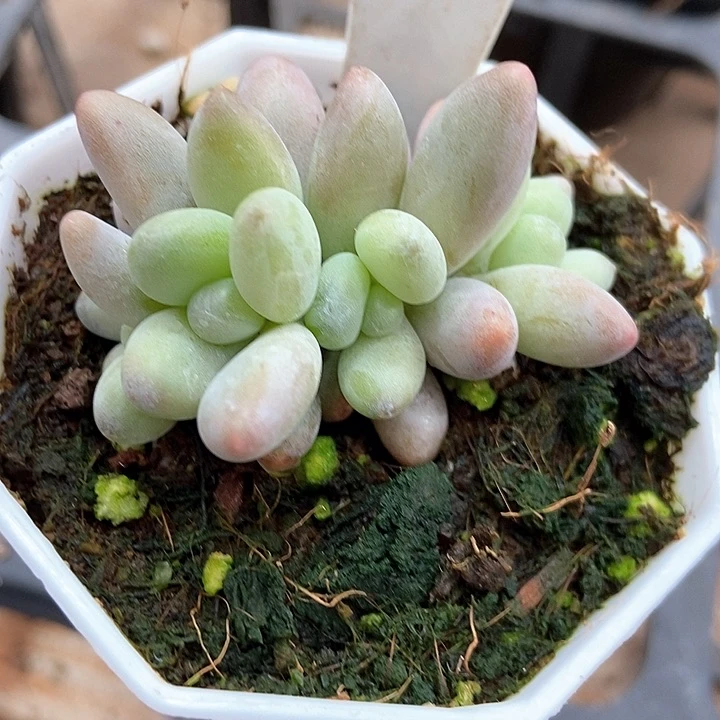 多肉植物白蓝地123