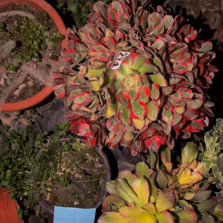 271男神多肉植物不售后砍头老桩