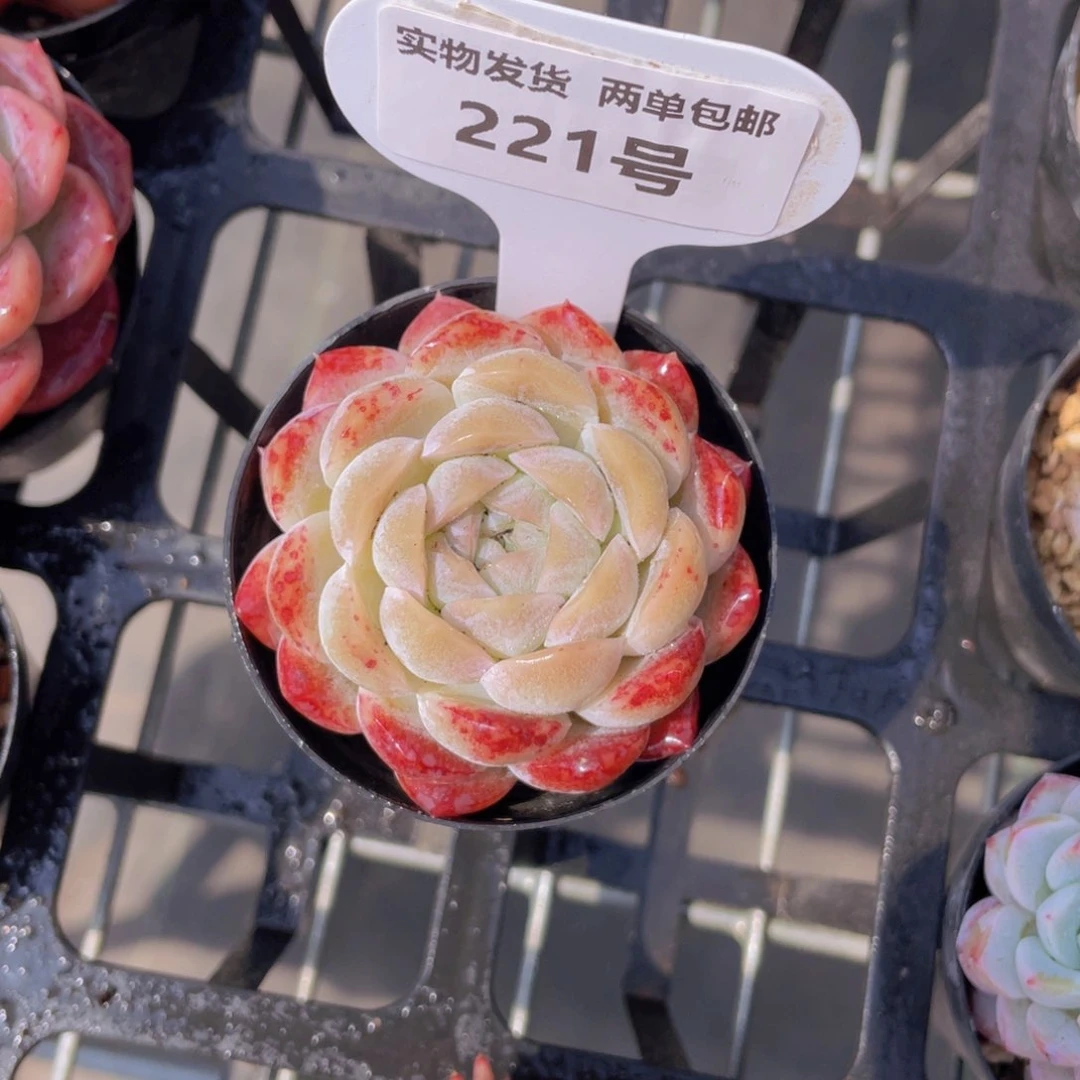 221号 包子脸粉麦秆单头一个m