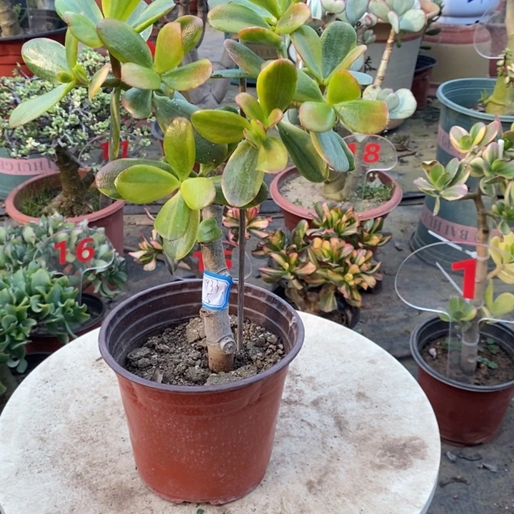 金玉满堂一物一拍