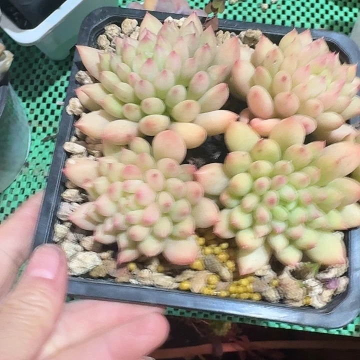 岩石多肉植物的生长