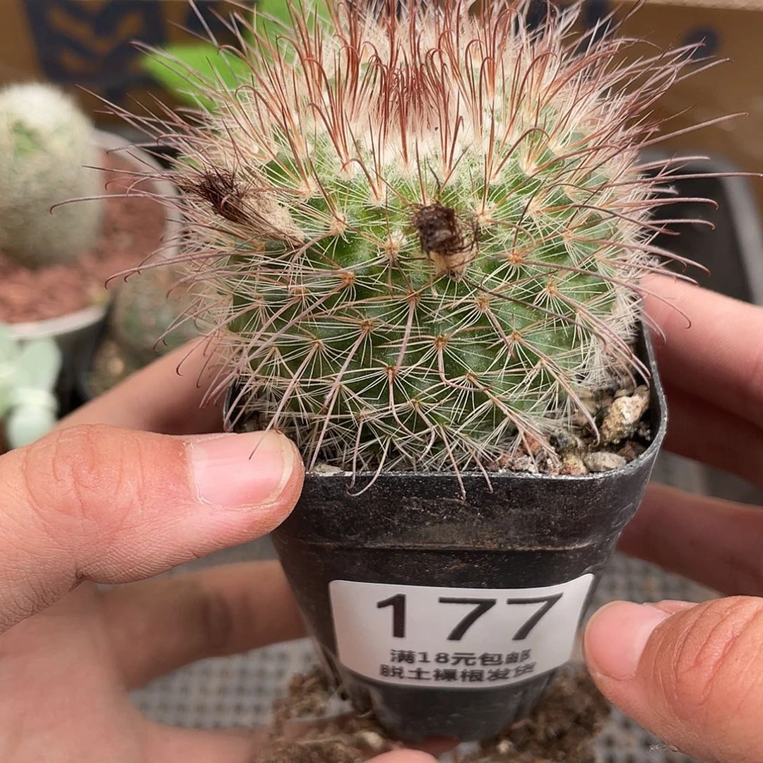 177菲秀玉（满18元包邮）