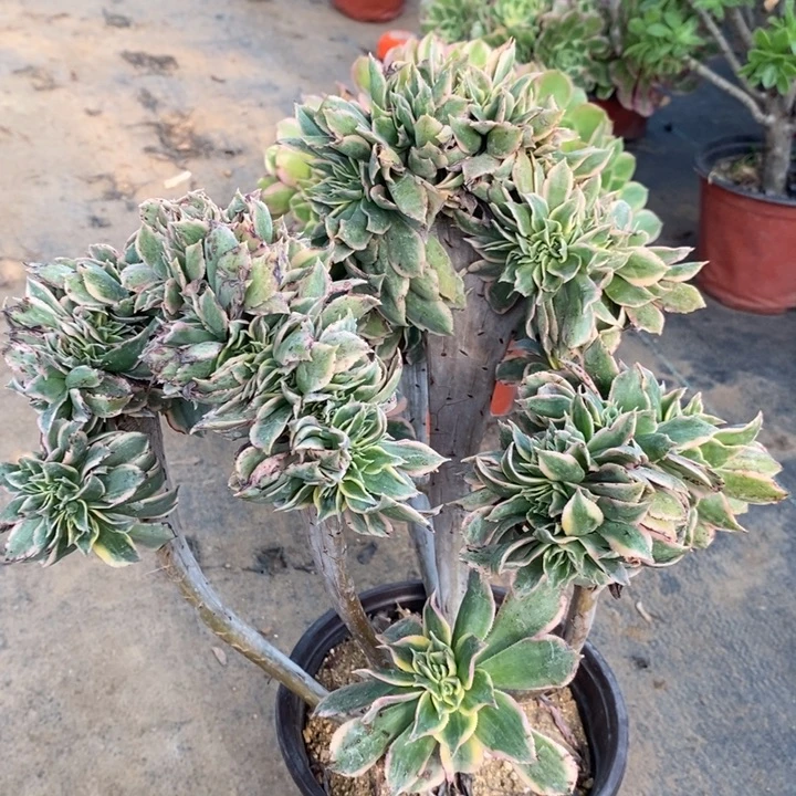 灿烂缀丛林74多肉植物法师法师