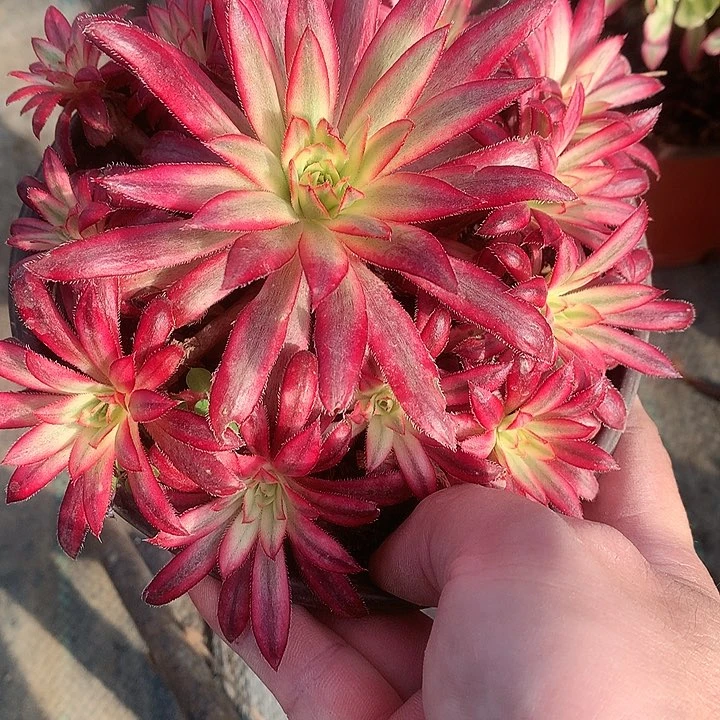 959朱雀多肉植物