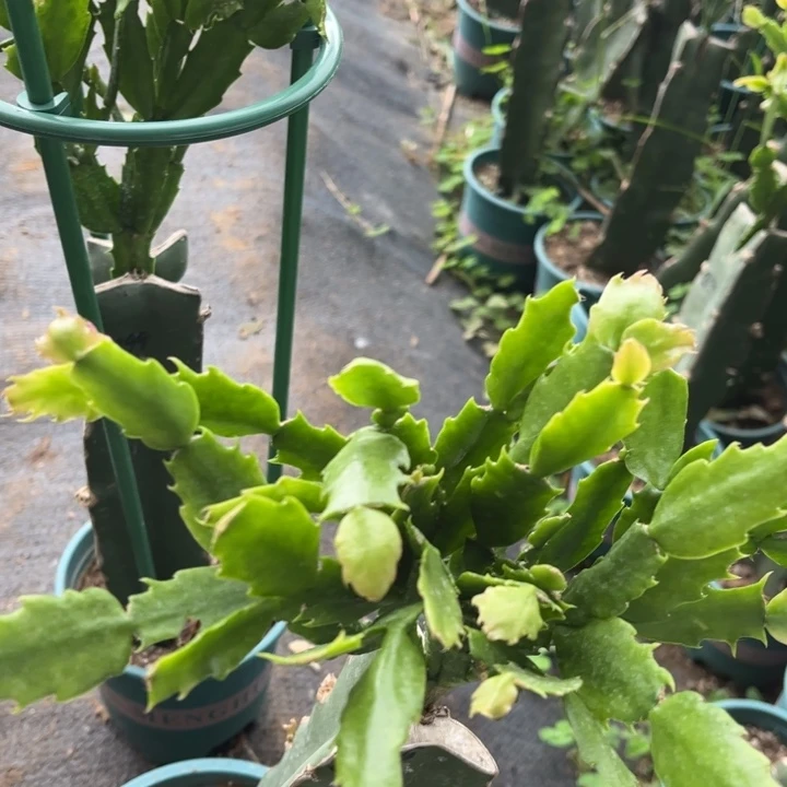 7号2099的0000000000