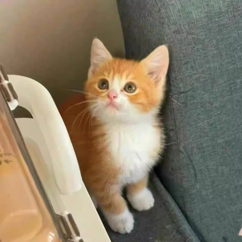 中华田园猫活体幼猫一物一拍