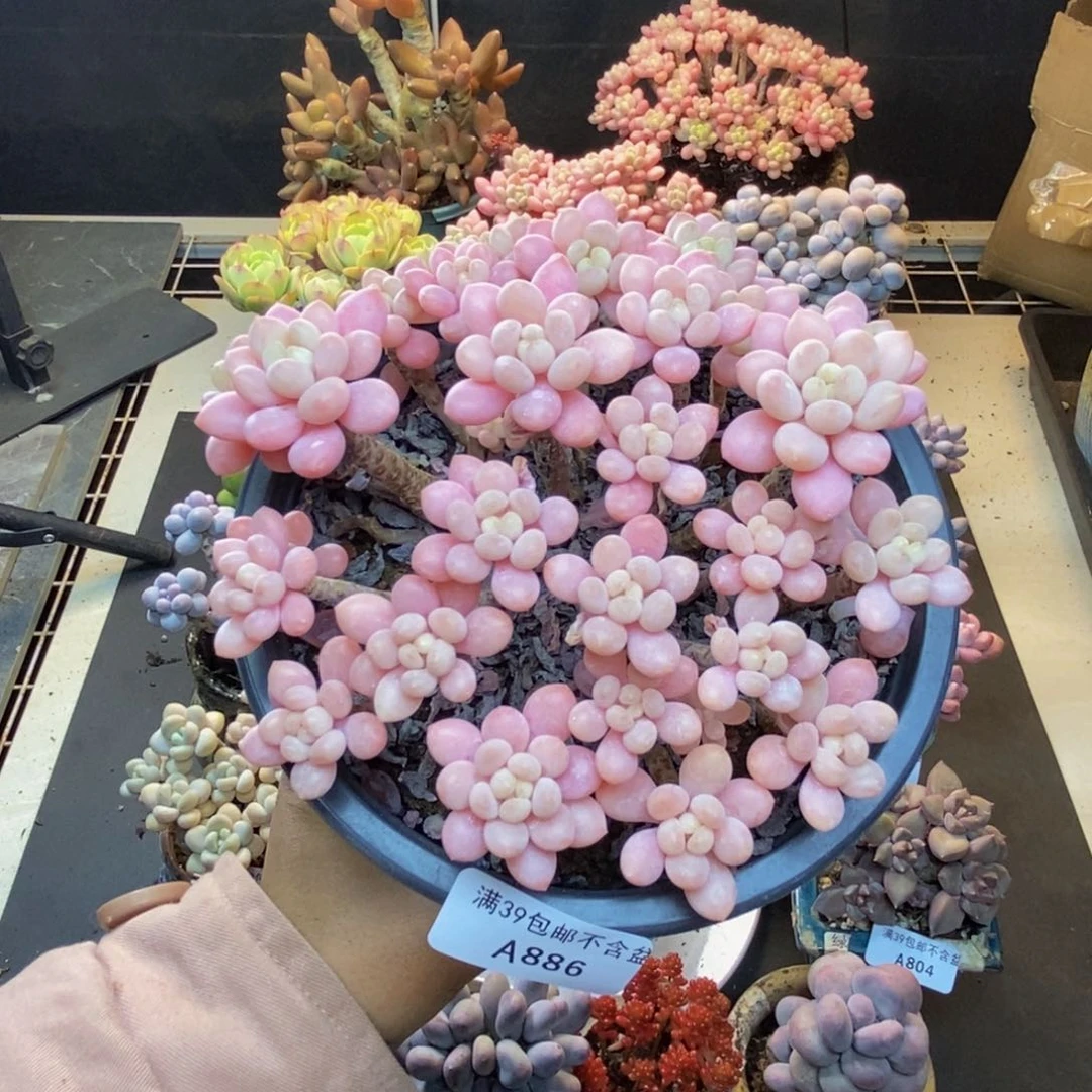 886冰淇淋鱼子酱多肉13c m