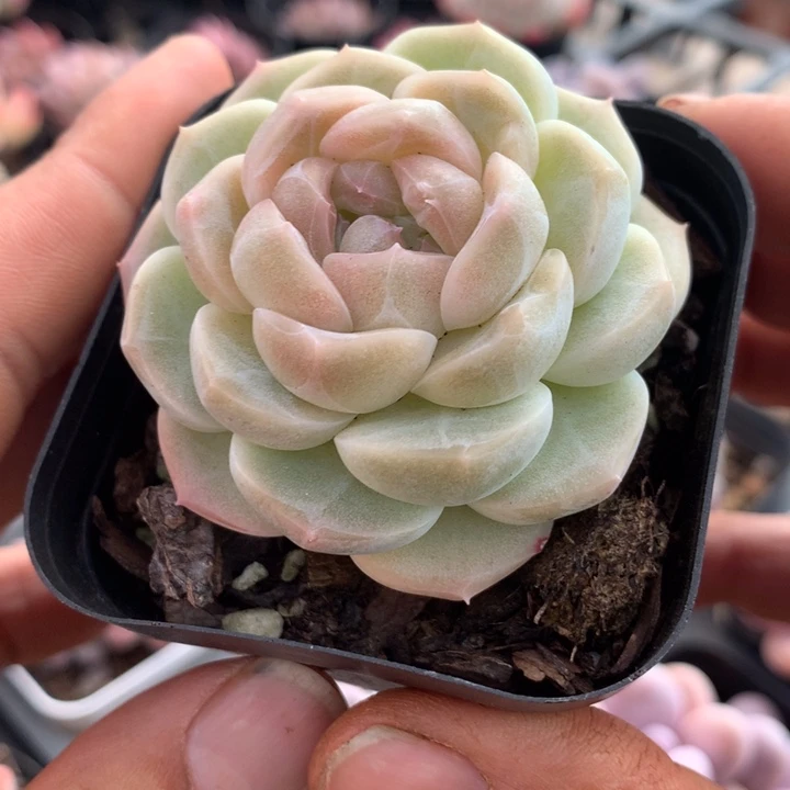 优选个体一物一拍