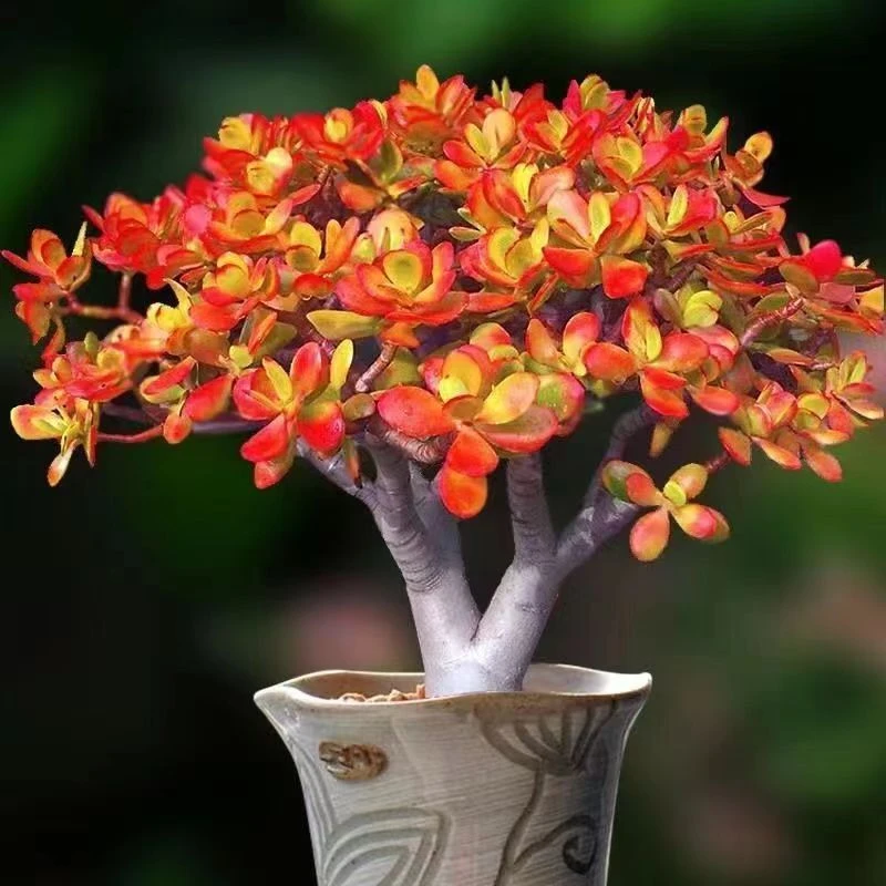 姬红花月红叶老桩玉树多肉植物新手好养绿植花卉红色多肉大老桩