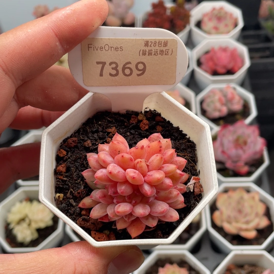 林依晨缀7369-5厘米