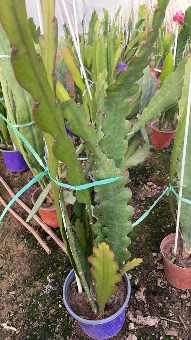 令箭荷花地栽扦插盆栽嫁接苗子