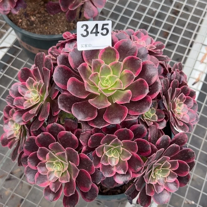 345凤冠25厘米左右半木质