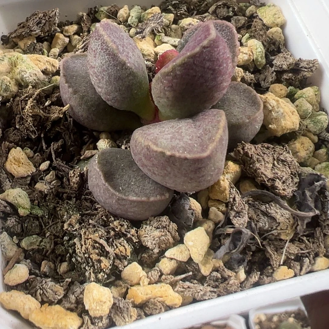 实生大苗多肉植物61