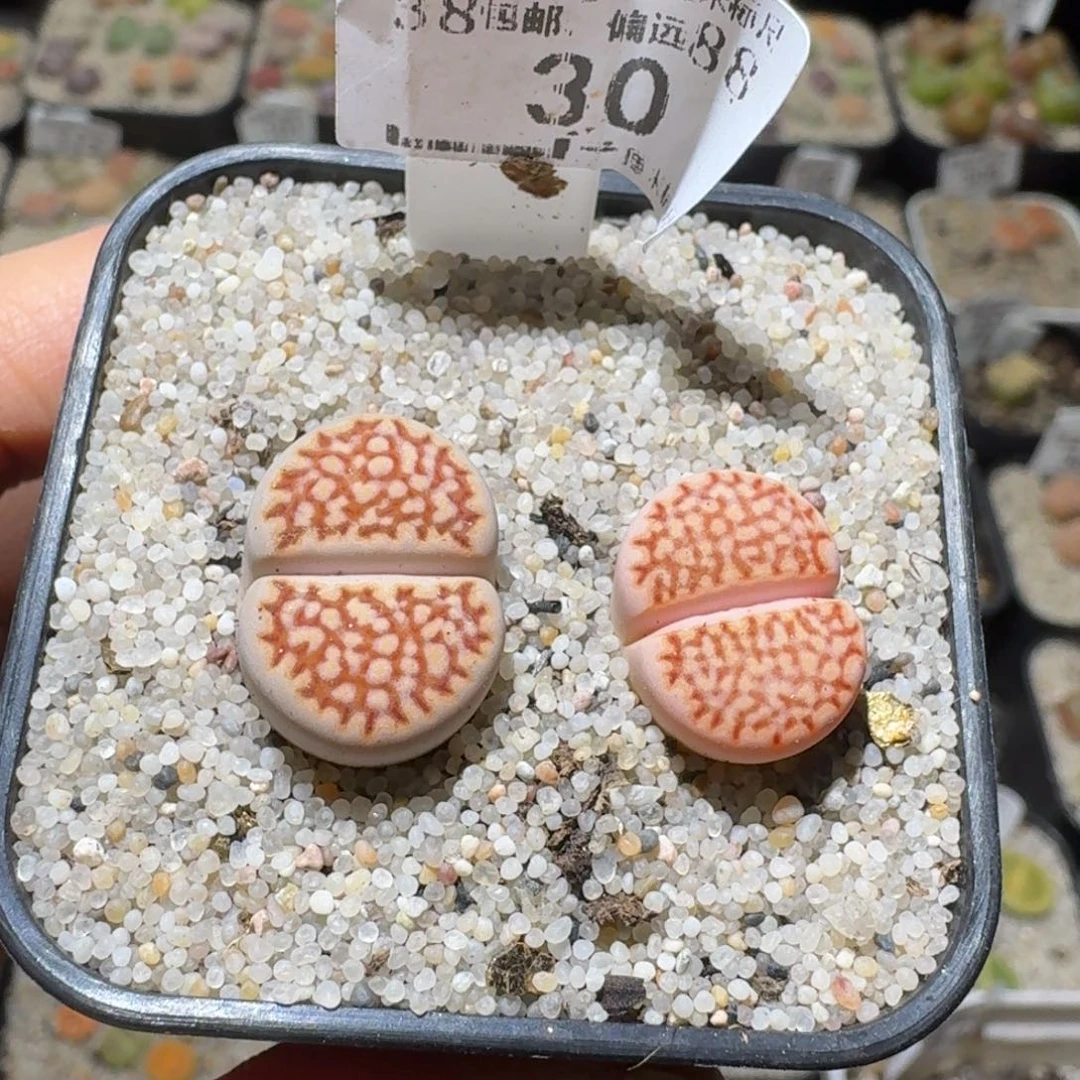 喵***9Sss新年福利福利30