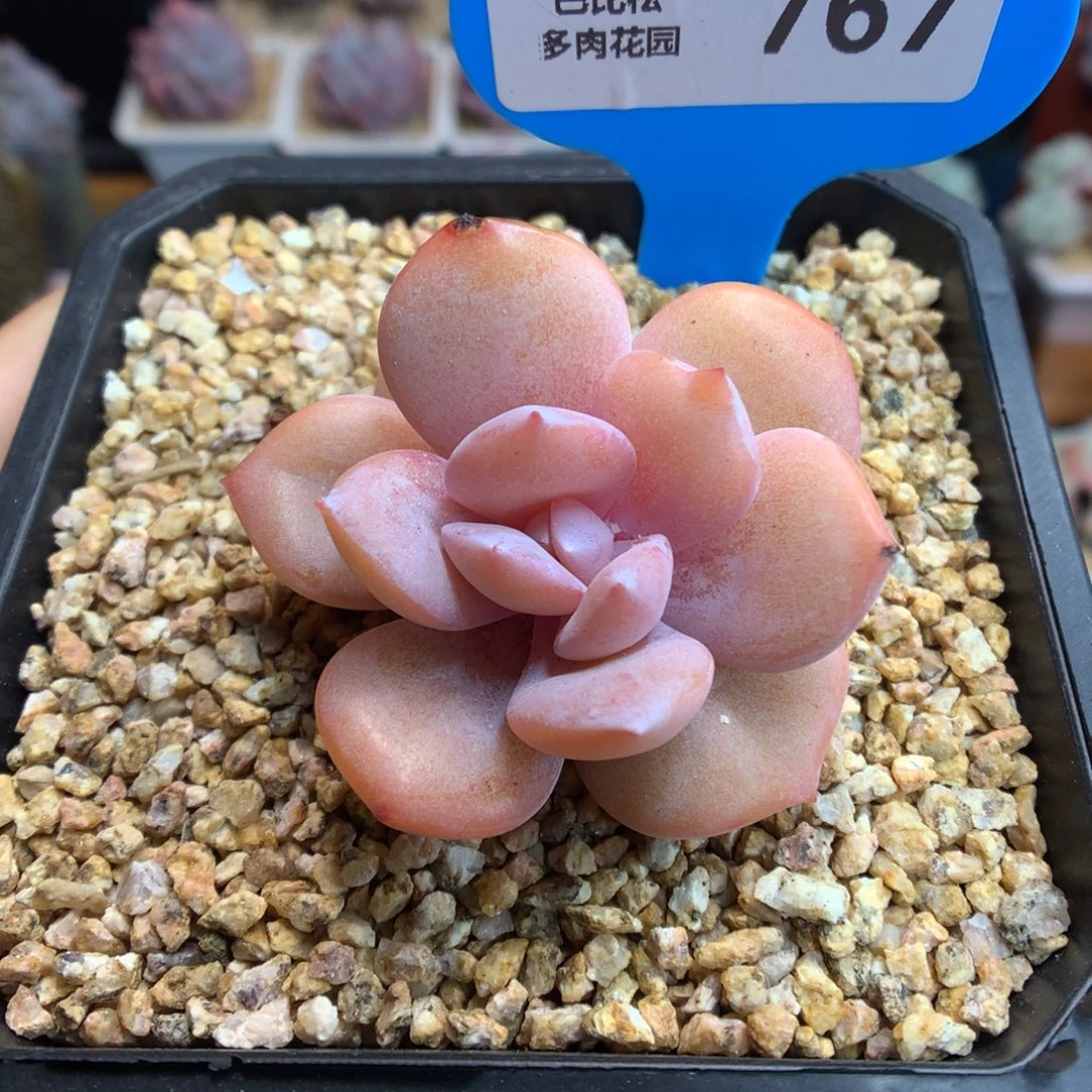 767奶茶福利多肉植物