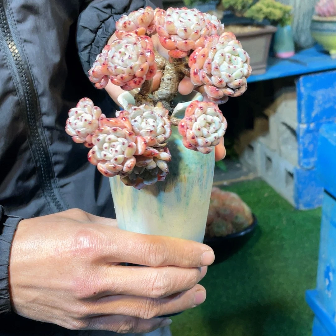 多肉植物带盆物流