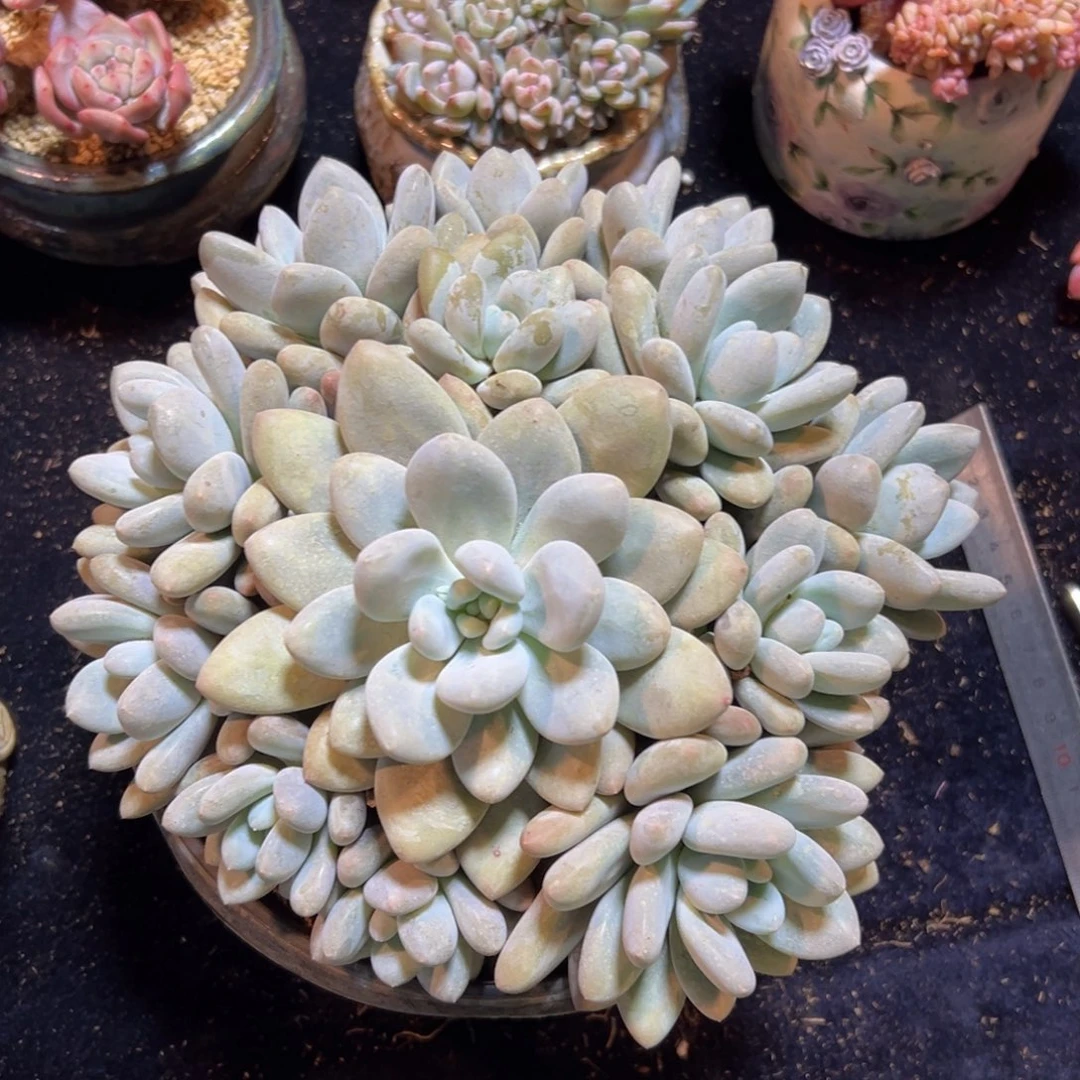 新年快乐 新年快乐