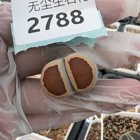 后*2788菊红窗丝绒面全窗脱土发货