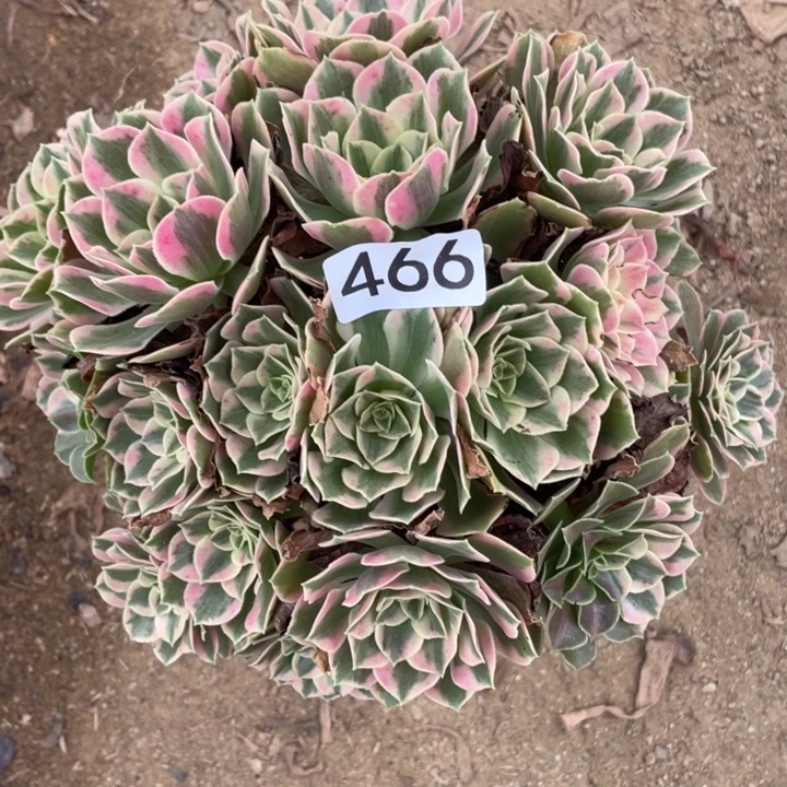 全部花朵466多肉植物女妖