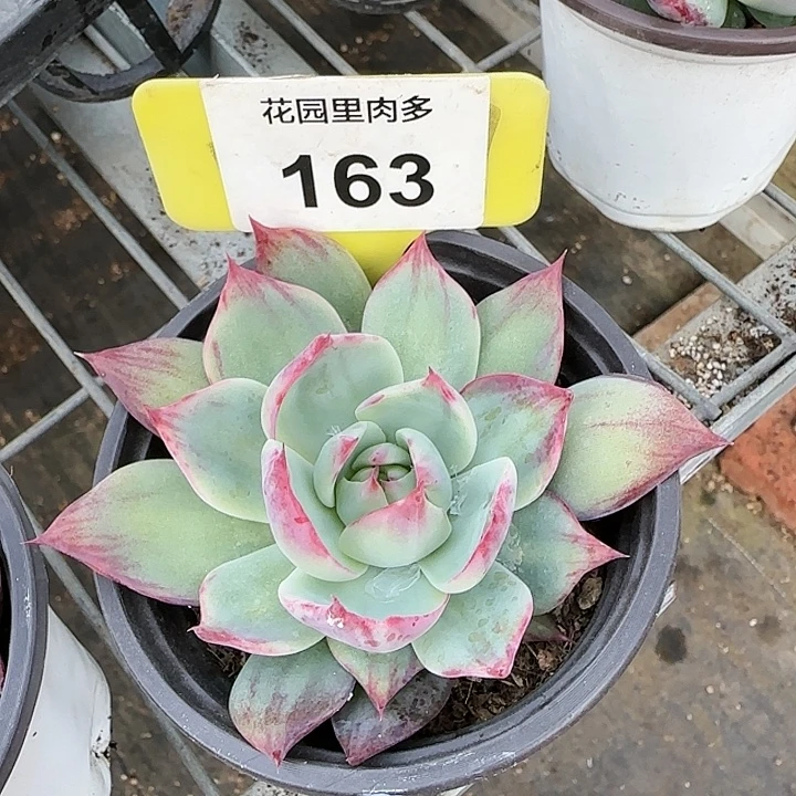 163 惊鸿仙子多肉植物6-9cm