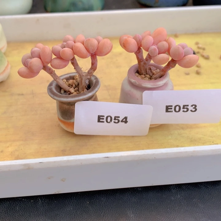 园*一物一拍含盆土满38包邮E053 054