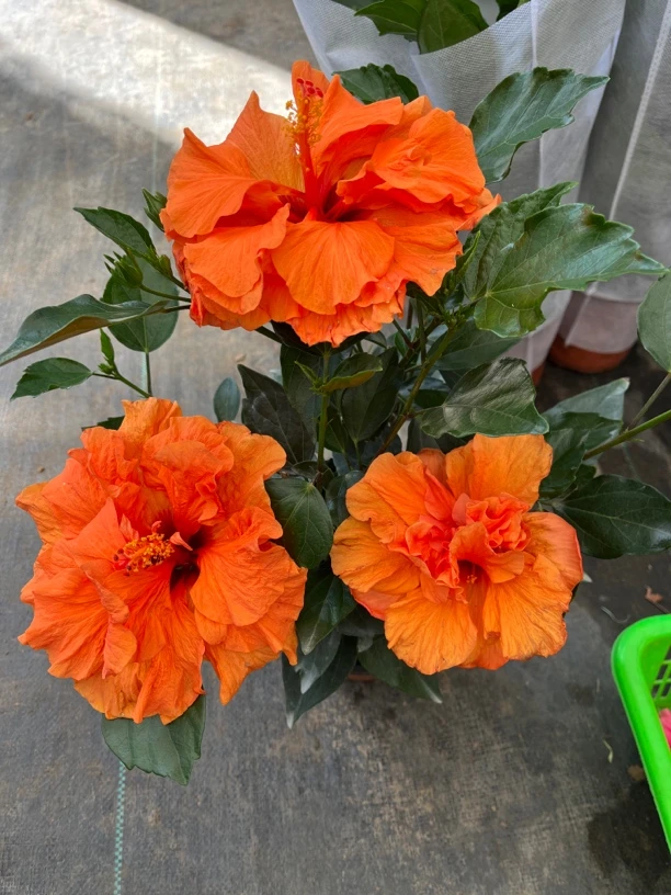 小叶橙色木槿（到家不换盆，换盆无售后）