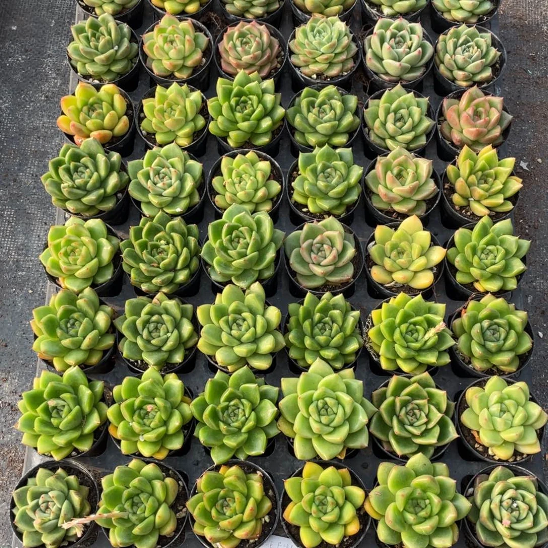 一物一拍48棵22-115