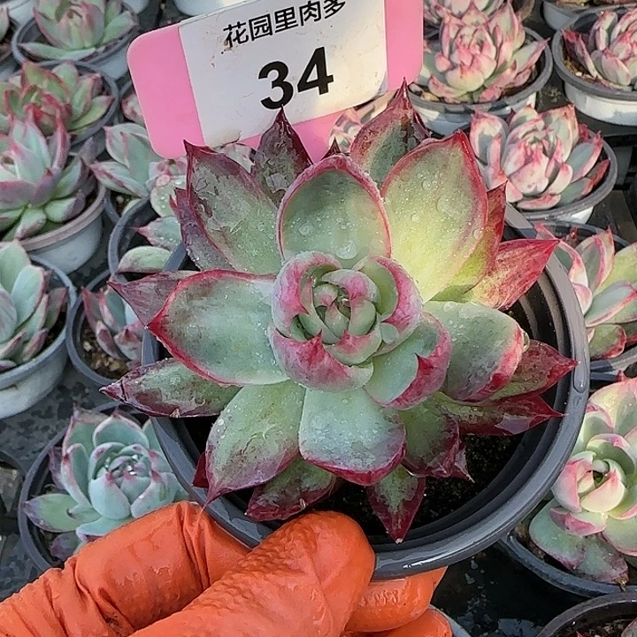 简***点34 惊鸿仙子多肉植物6-9cm