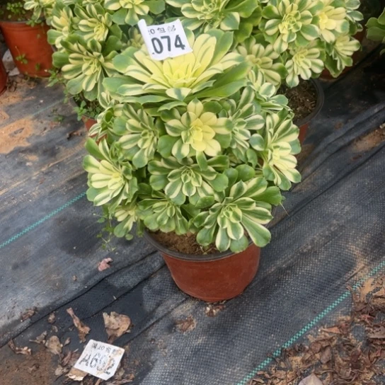 074辛尼亚不包断枝