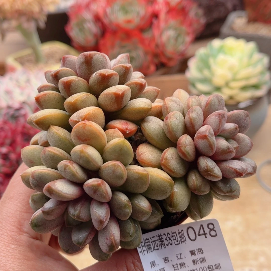 048葡萄德华多肉