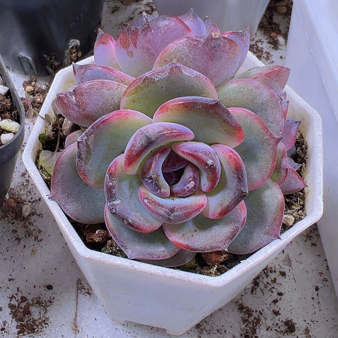 双头黑橙19包邮多肉植物