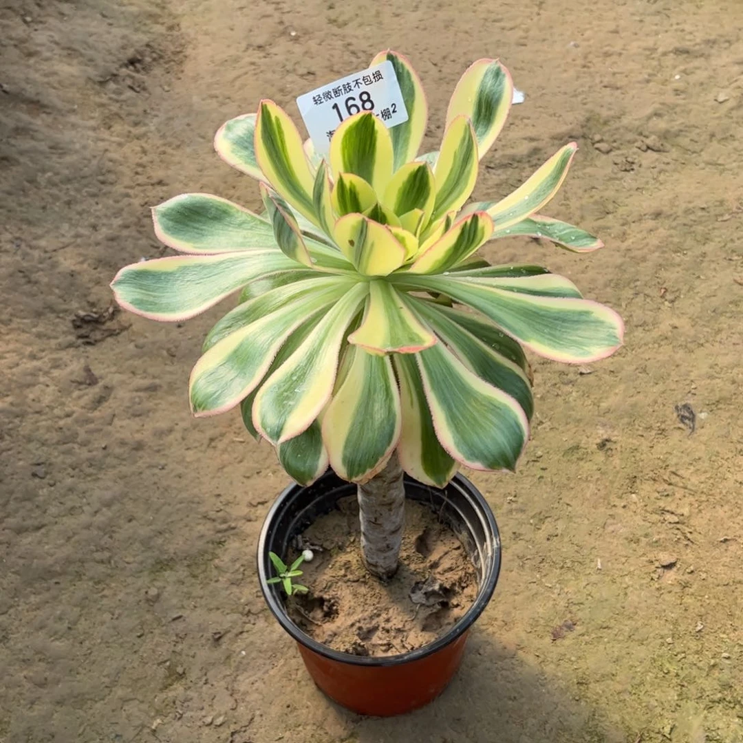 168燕资锦多肉植物