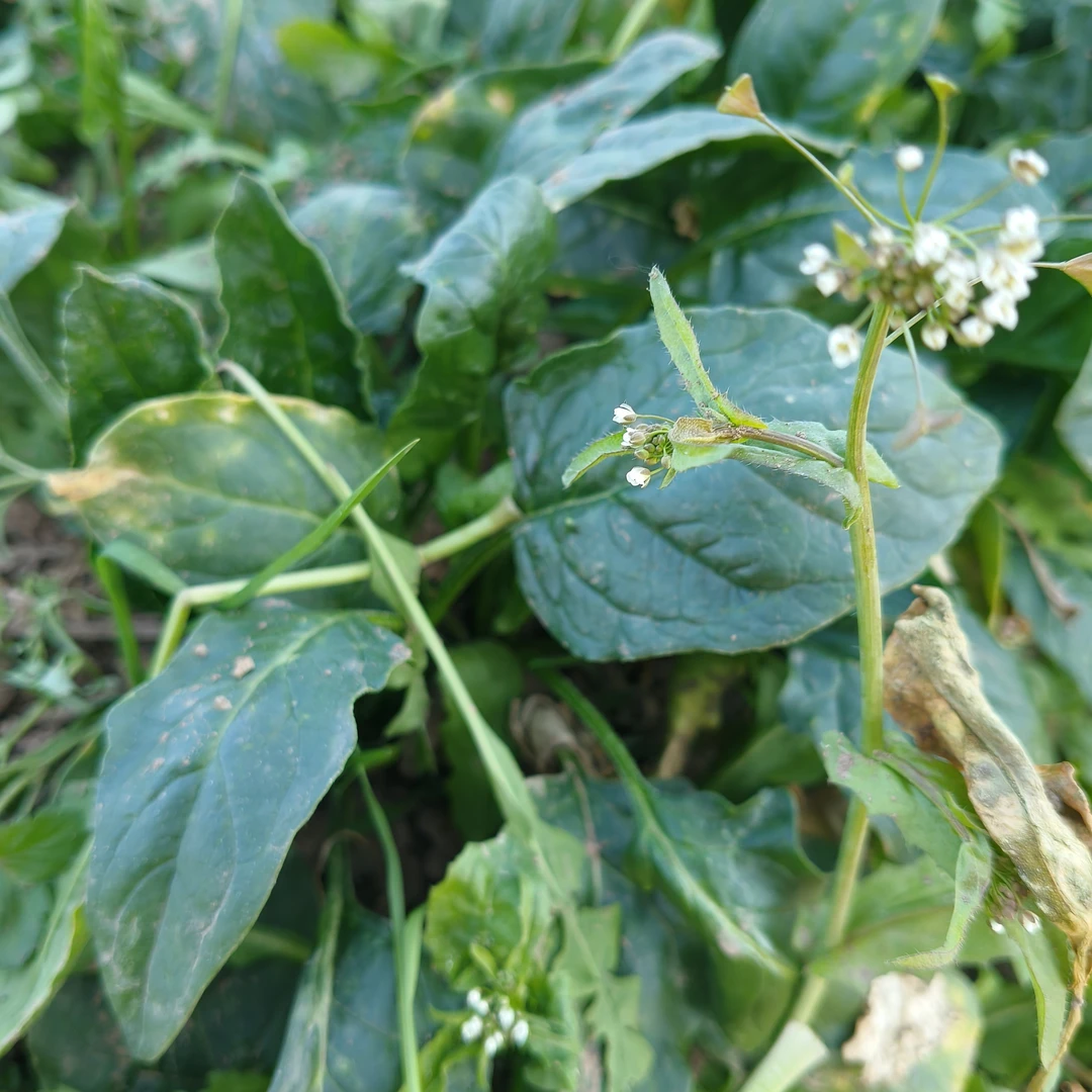 湖南安乡现摘菠菜(勇哥/五哥助农专属)