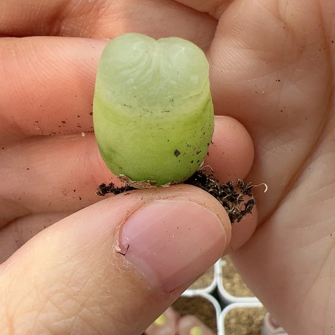 【闪购商品】182 秒