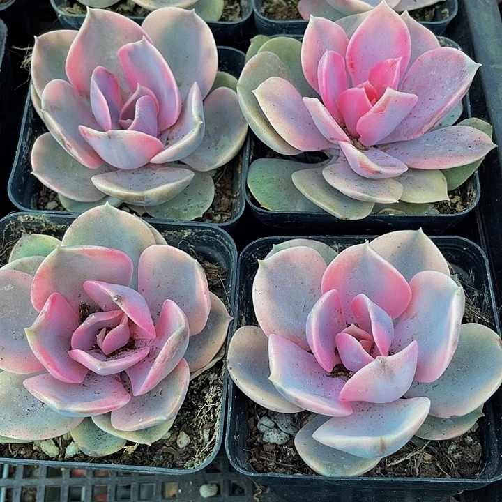 7方大彩虹带盆土