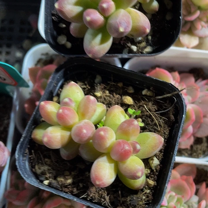 双头千代田带盆土