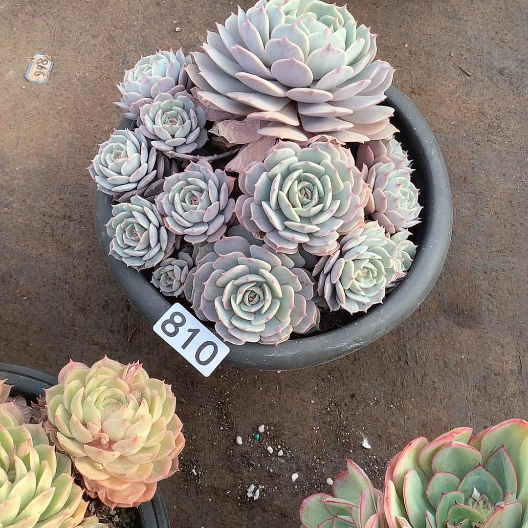 810粉蝶 一物一拍多肉