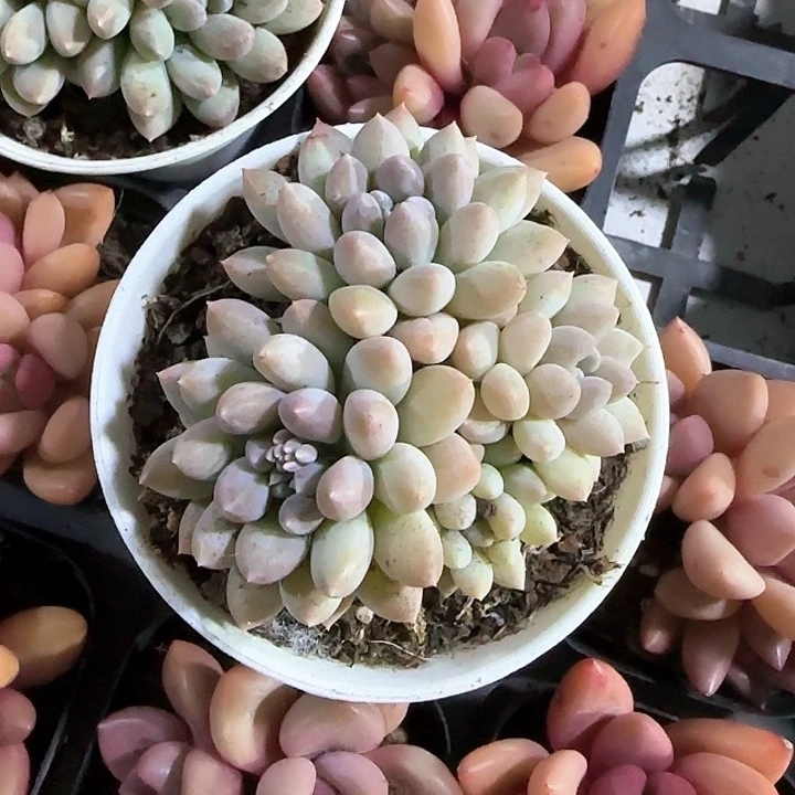 青蛙王子儿童牙膏111