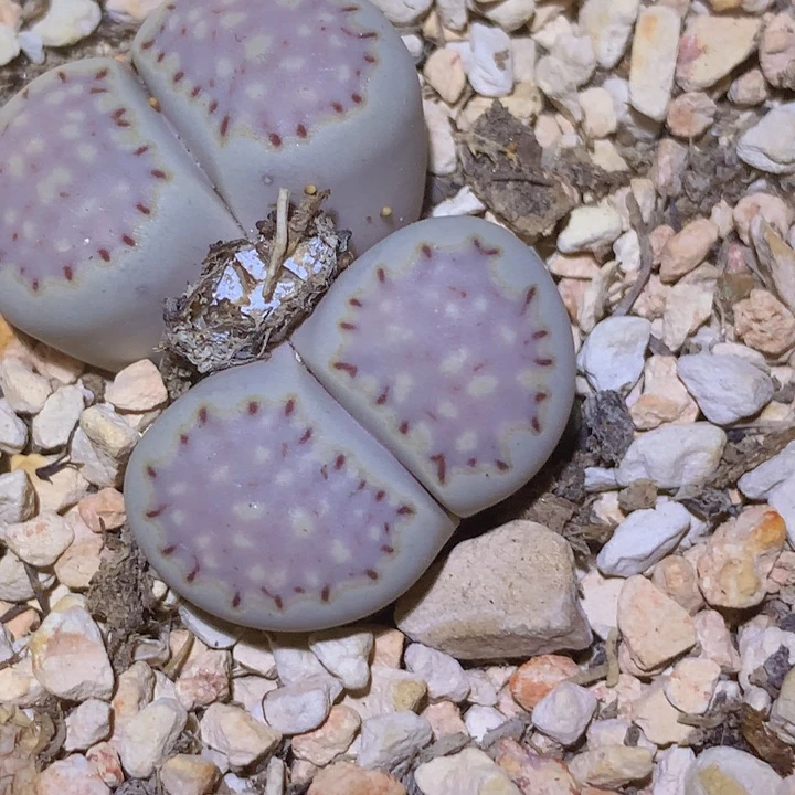 55585885858865666868665